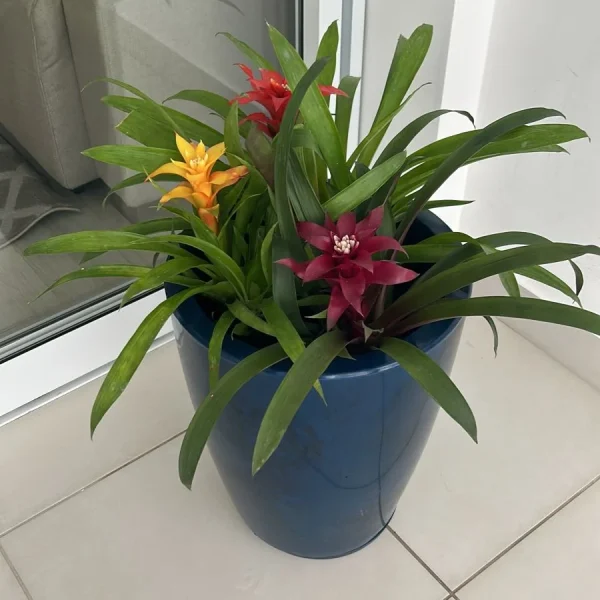 jardinagem-sao-paulo00006