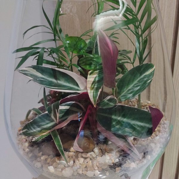 jardinagem-sao-paulo00008