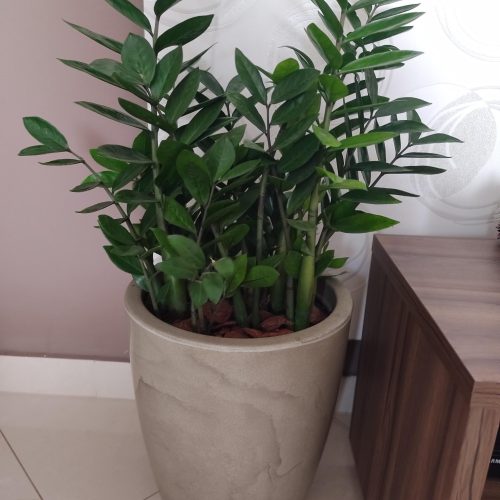 Plantas dentro de casa, como cuidar?