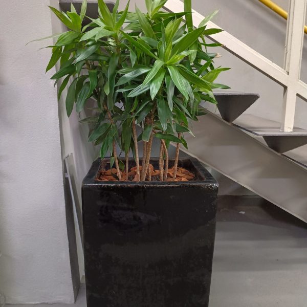 jardinagem-sao-paulo00025