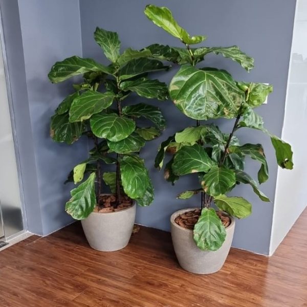 jardinagem-sao-paulo00026