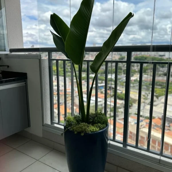 jardinagem-sao-paulo00039