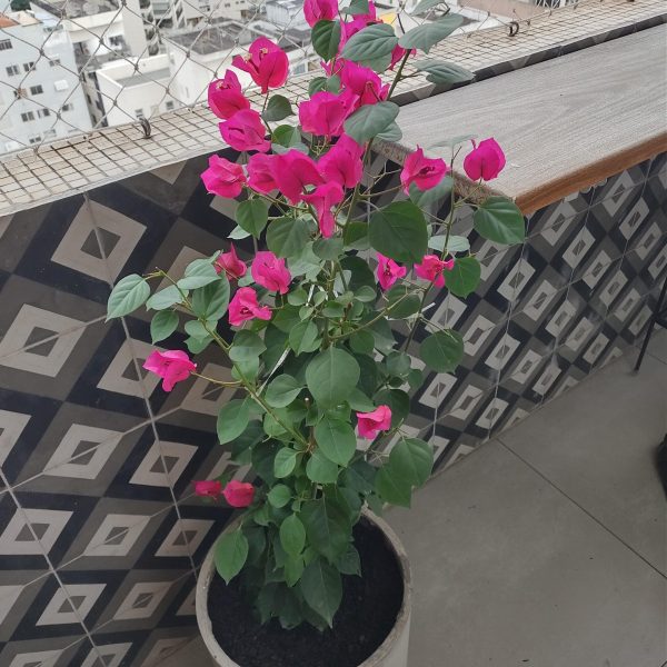 jardinagem-sao-paulo00040