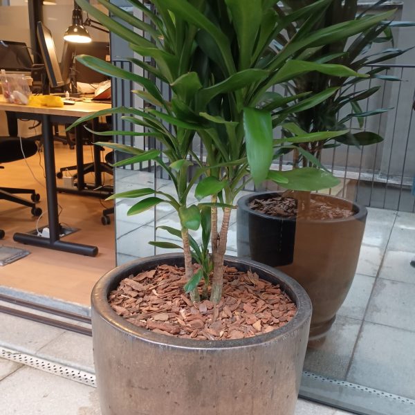 jardinagem-sao-paulo00043