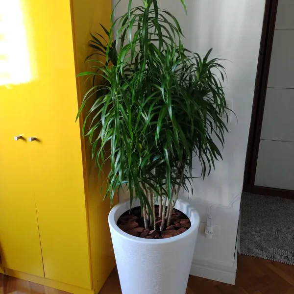 jardinagem-sao-paulo00045