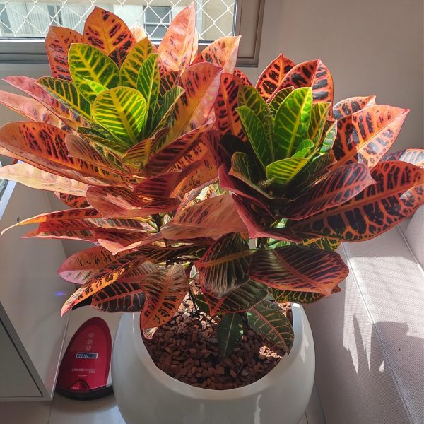 jardinagem-zona-norte-sao-paulo00004